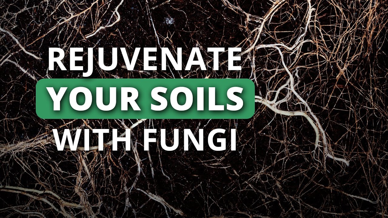 Rapidly Rebuild Your Soil Health Part 3: How to Kickstart Soil Health With Beneficial Fungi