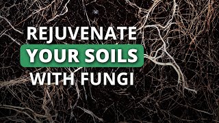 Rapidly Rebuild Your Soil Health Part 3: How to Kickstart Soil Health With Beneficial Fungi