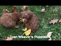 Miniature Poodle dogs for sale: Gracie - Video 1
