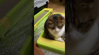 【猫多頭飼い】爪研ぎの上が人気 #猫動画 #ねこかわいい