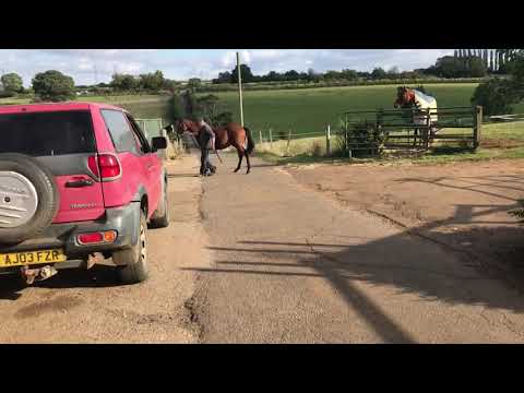 AUCTION:  2018 Filly by Heeraat (Ire) ex Obsessive Secret (Ire)