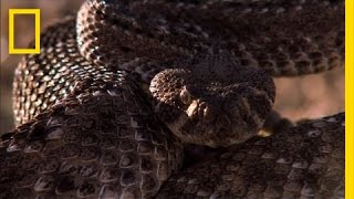 Rattlesnake vs. Rat | National Geographic