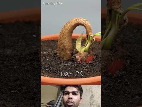 120 Days in 1 Min - Growing Durian Tree From Seed #timelapse #ytshorts