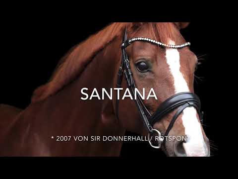 Stute *2007 von Sir Donnerhall / Rotspon / Wolkenstein