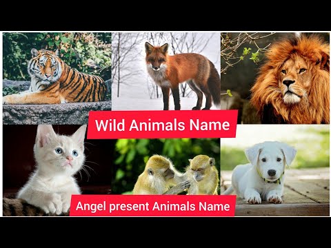Angel present Wild Animals Name list / # Wild animals/ # Animals/ # Angel and Bhavya show