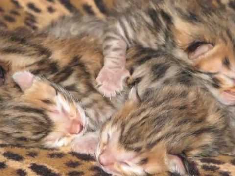 S03E05 Ķepa uz sirds 18.02.2012