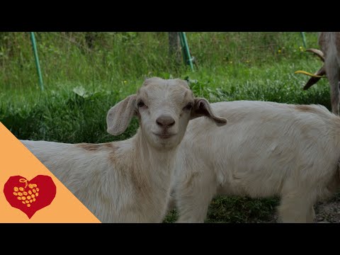 Das Eselspädchen in Graach