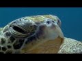 Turtle Spa Turtle S Guide To The Pacific BBC Earth