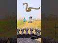 Are Baba Snake Hara Hara Shambhu Snake Video