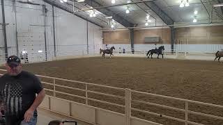 10/22/22 IA saddlebred futurity horse show Equitation