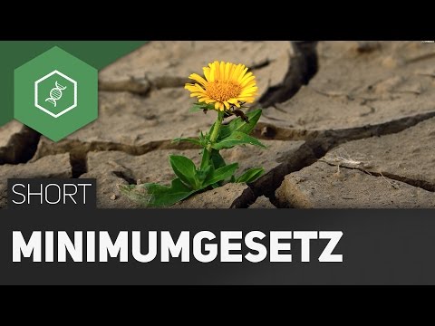 Law of the Minimum - How do plants grow best?