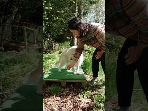 Impulskontrolle: Futter aus der Hand