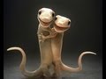 A Gecko Love Story