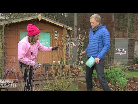 Ziersträucher richtig schneiden | Kaffee oder Tee