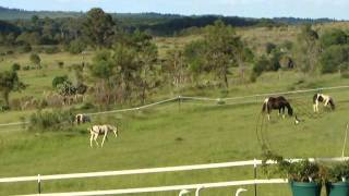 MAQ04483.MP4   Splenda View Mares and Foals