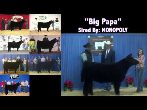 Matt Lautner Cattle Youth Spotlight-Kayla Morrow