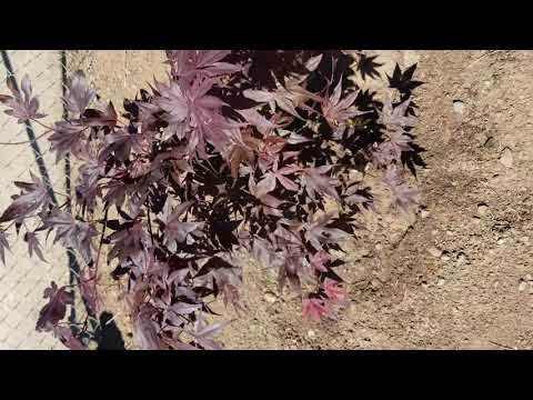 download lagu mp3 mp4 Japanese Plant That Looks Like Weed, download lagu Japanese Plant That Looks Like Weed gratis, unduh video klip Japanese Plant That Looks Like Weed