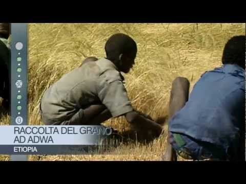 Il raccolto del grano ad Adwa (Etiopia)