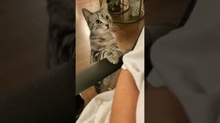 The funniest animals / Fun with cats and dogs 2024