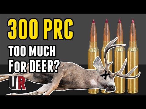 Is 300 PRC Too Much for Deer? Field Results!