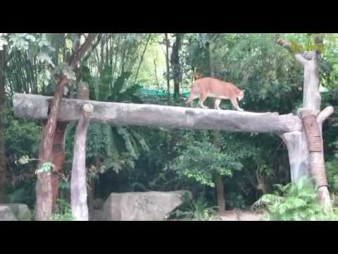 100 секунд_25-Кошки Cats