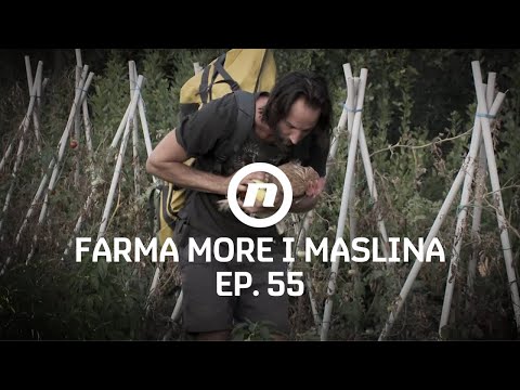 Nezaboravna uspomena - Epizoda 55 | Farma More i Maslina