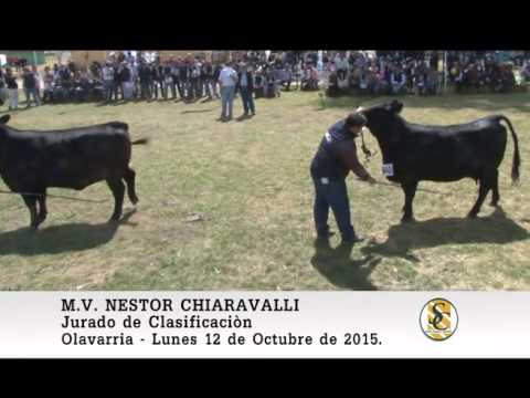 12-10-15 Nota Nestor Chiaravalli - Exposicion Nacional Angus - Olavarria.