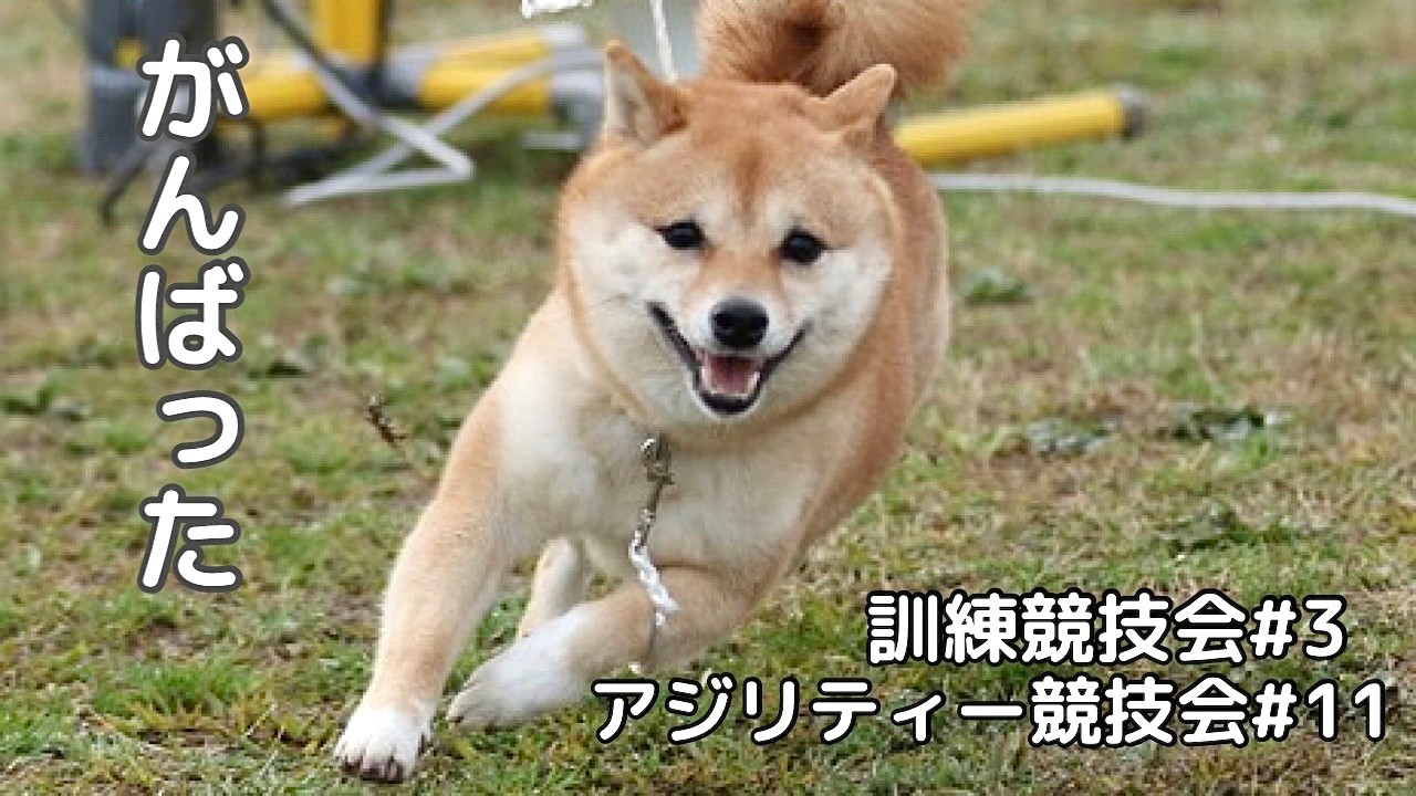 【アジリティー＆訓練競技会】アジリティーの壁にぶつかった豆柴が翌日まさかの大健闘でした！