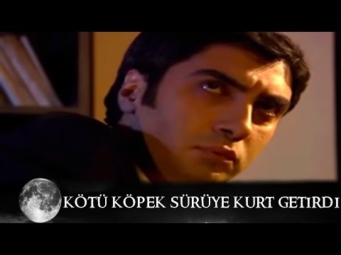 Bad Dog Brought a Wolf to the Pack - Valley of the Wolves Episode 48