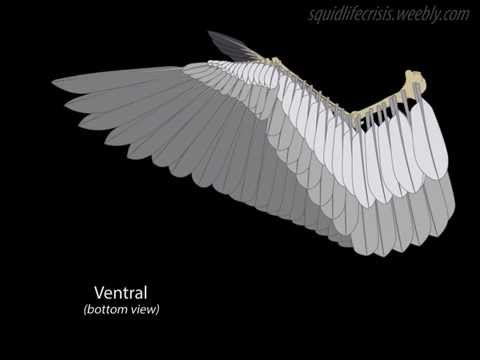 Bio Animation: Wing Spread & Fold