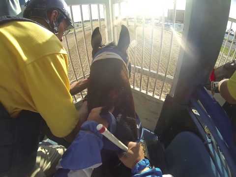 Trey Ellis trained horse, jockey cam