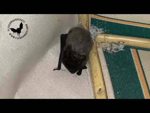 Fledermaus NRW - Fledermäuse auf Spiekeroog