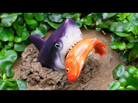 Mud Survival Battle - Baby Shark Hunts Koi Fish, Eels - Stop Motion Fish In Mud Coco
