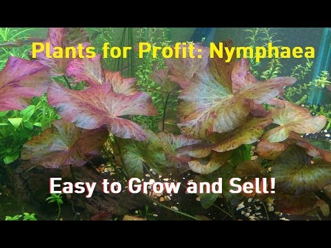 Plants for Profit: Nymphaea - Lilies are Easy Money