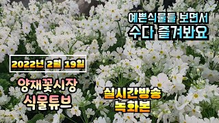 2022년 2월 19일 토요일  예쁜 식물들 보면서 수다즐겨봐요 #양재꽃시장 #식물튜브