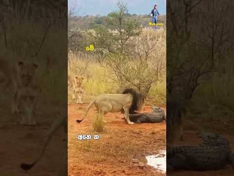 කිඹුලෙක් මළගෙදරක යන්න ගිහාම Dub with Dilip දිලිප් තේජන Dilip thejana funny dubbing kimbula  #comedy