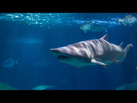 Rare Sand Tiger Shark Mating Footage | Tennessee Aquarium
