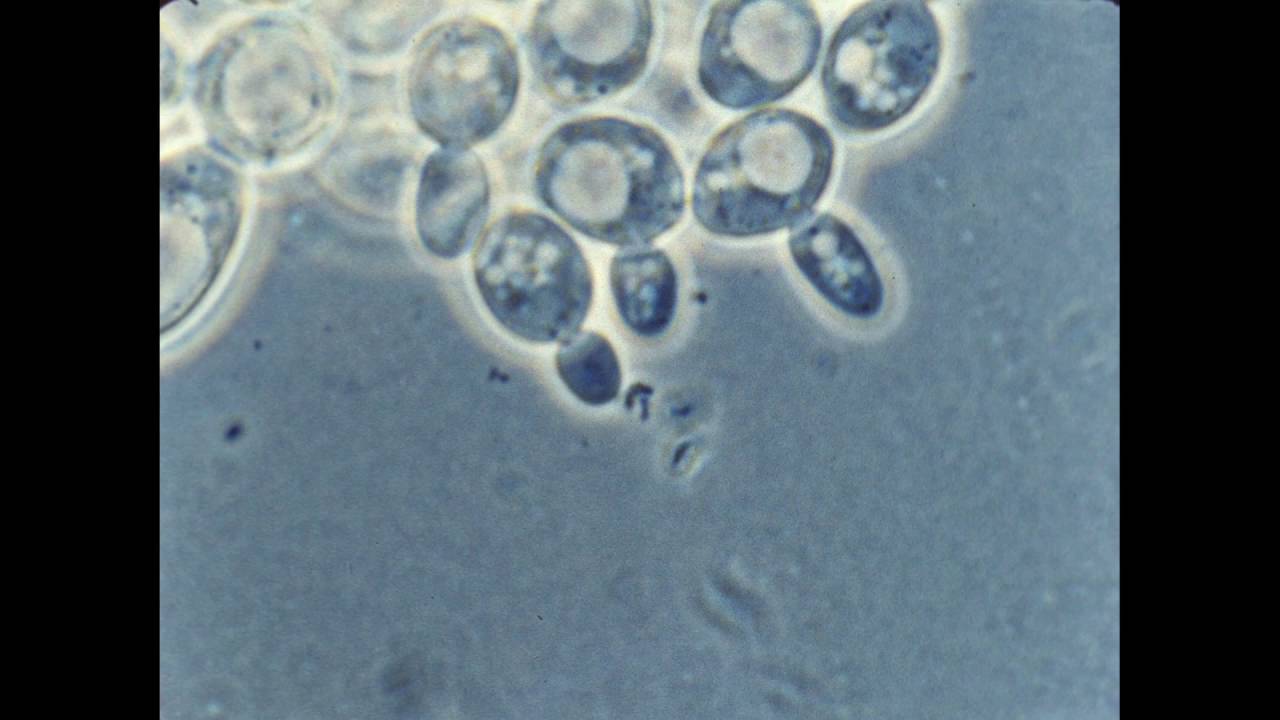 57. Budding of Yeast Cells