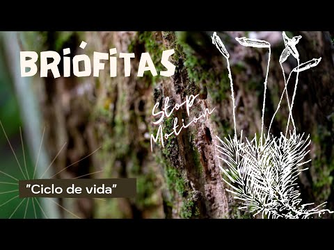 Briófitas - Ciclo reprodutivo (Stop motion)