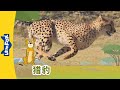 [4K] 认识动物 - 猎豹 ( Meet the Animals - Cheetah) | 大草原 | Animals | Chinese | By Little Fox