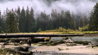 preview picture of video 'Canada's Great Bear Rainforest - An Unspoiled Coastline'