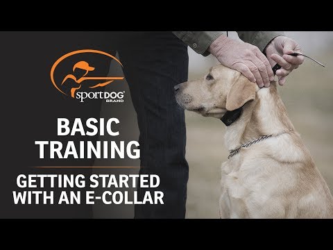 YouTube video about: How to train with an e collar?