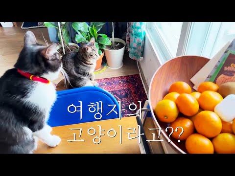 여행하지 않는 여행자와 여행자의 고양이!