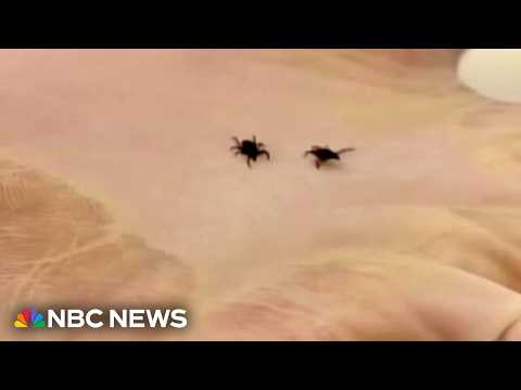 New CDC data reveals ticks have migrated south, possibly creating more risks for Lyme disease