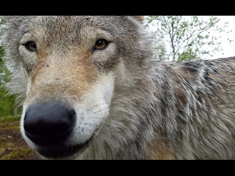Wolves Howling with Humans at Polar Park, Norway