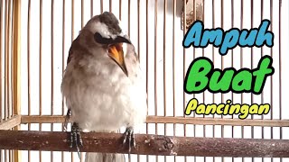 Download lagu Suara Burung Trucukan Ngerol Gacor Isian Variasi Ampuh Buat Pancingan  mp3