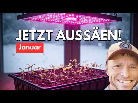 Sowing in January: 10 vegetables you should start indoors now (including variety tips)