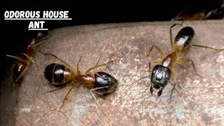Odorous House Ant II  How to identify Odorous House Ants