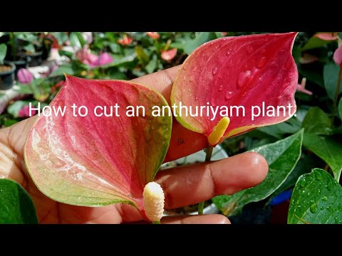 How to cut an anthuriyam plant and all about it..♥️♥️