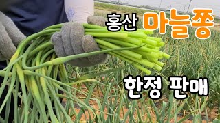 홍산마늘쫑 한정판매 (진짜 굵을 마늘쫑)